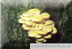 供应榆黄蘑（黄金菇）(图)图1