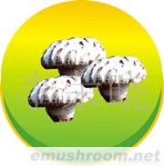 01B01茶花菇，白花菇，香菇丝条、光面菇