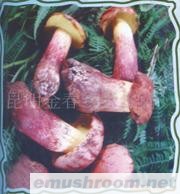 供应红葱牛肝菌,野生菌,食用菌09年新鲜货