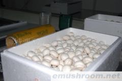 供应优质蘑菇（A级双孢菇食用菌）