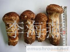 供應(yīng)松茸,牛肝菌,食用菌,野生菌,野山菌