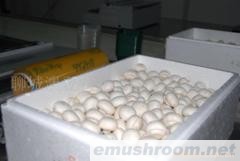 供应优质特级双孢菇