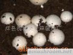 供应双胞蘑菇菌种