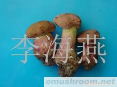 供应红牛肝菌,红葱,牛肝菌,食用菌,野生菌,野山菌