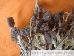供应茶树菇，干茶树菇