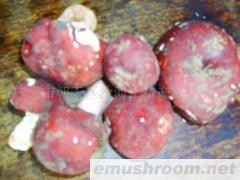 供应野生红菇,天然红菇,纯天然野生红菇,干红菇