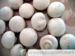 供应蘑菇（双孢菇）食用菌