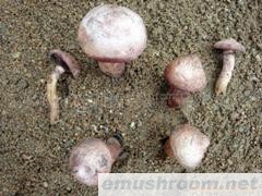 批发供应红蘑菇，肉蘑