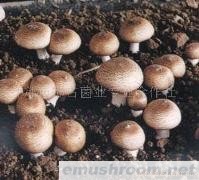 供应巴西蘑菇