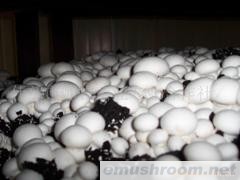 供应蘑菇