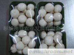 供應(yīng)食用菌（雙孢菇）