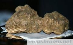 世界顶级食品白松露菌White truffles