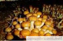 供应香菇,盐泽香菇，干香菇，白灵菇,滑子菇,双孢菇图1