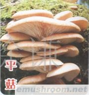 供应平菇,食用菌,野生菌,野生菌干片图1