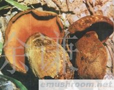供应黑牛肝菌,食用菌,野生菌,野生菌干片图1