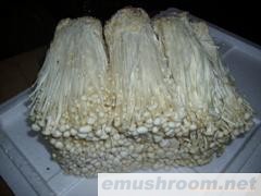 批发供应金针菇，鲜菇，供应蘑菇，(图)