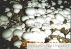 双孢菇