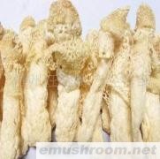 供应织金竹荪50克 唯一清香型珍品 精选无硫 特价
