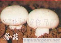 批发供应蘑菇