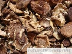 供应 蘑菇 野生香菇 香菌