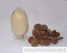 供应茶树菇粉
