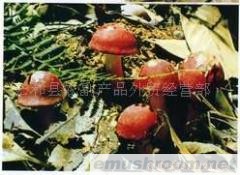 供应野生红菇 竹荪 红菇 鲜笋片 黑木耳 香菇