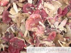 批发供应 野生红菇 红菌 土特产 野生菌
