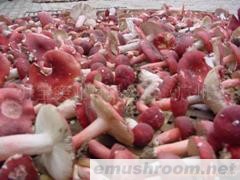 供应红菇，红香菇，红香菌