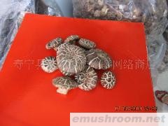 供应寿宁干白花菇(小包装样品100克/件)