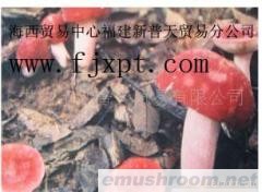 供应野生红菇