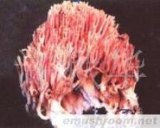 供应云南野生菌--珊瑚菌