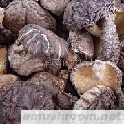 供应柴情山珍-椴木香菇/木头菇