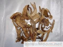 供应蘑菇——美味牛肝菌（大腿蘑）
