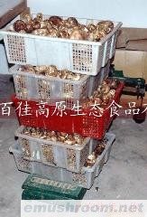 纯天然绿色生态食品 新鲜松茸