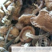 批发供应野生榛蘑菇