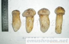 供应冰鲜野生食用菌 3-5松茸