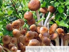 野生茶树菇 美味 营养 批发零售
