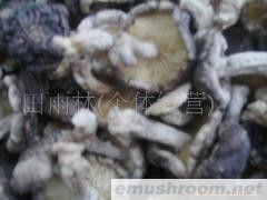 供应天然香菇  野生椴木冬菇
