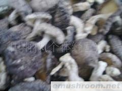 供应野生香菇  纯天然椴木冬菇