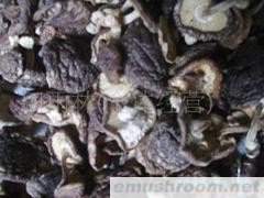 供应纯天然椴木香菇  野生冬菇