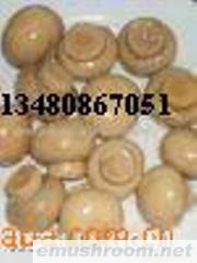 供应广西盐渍蘑菇，上海盐渍蘑菇，优质盐渍蘑菇(图)