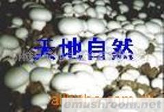 供应蘑菇批发，双孢茹批发，广西蘑菇(图)