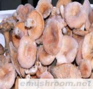 产地批发-速冻铜绿菌,谷熟菌