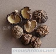 供应原木冬菇 香菇